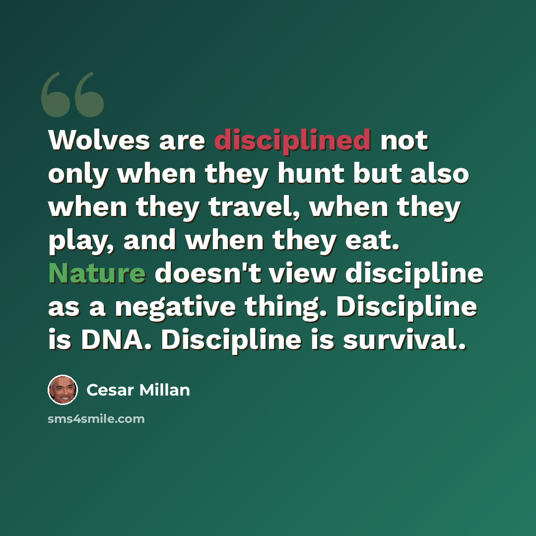 “Wolves are disciplined not only when they hunt but also when they travel, when they play, and when they eat. Nature doesn't view discipline as a negative thing. Discipline is DNA. Discipline is survival.” quote by Cesar Millan