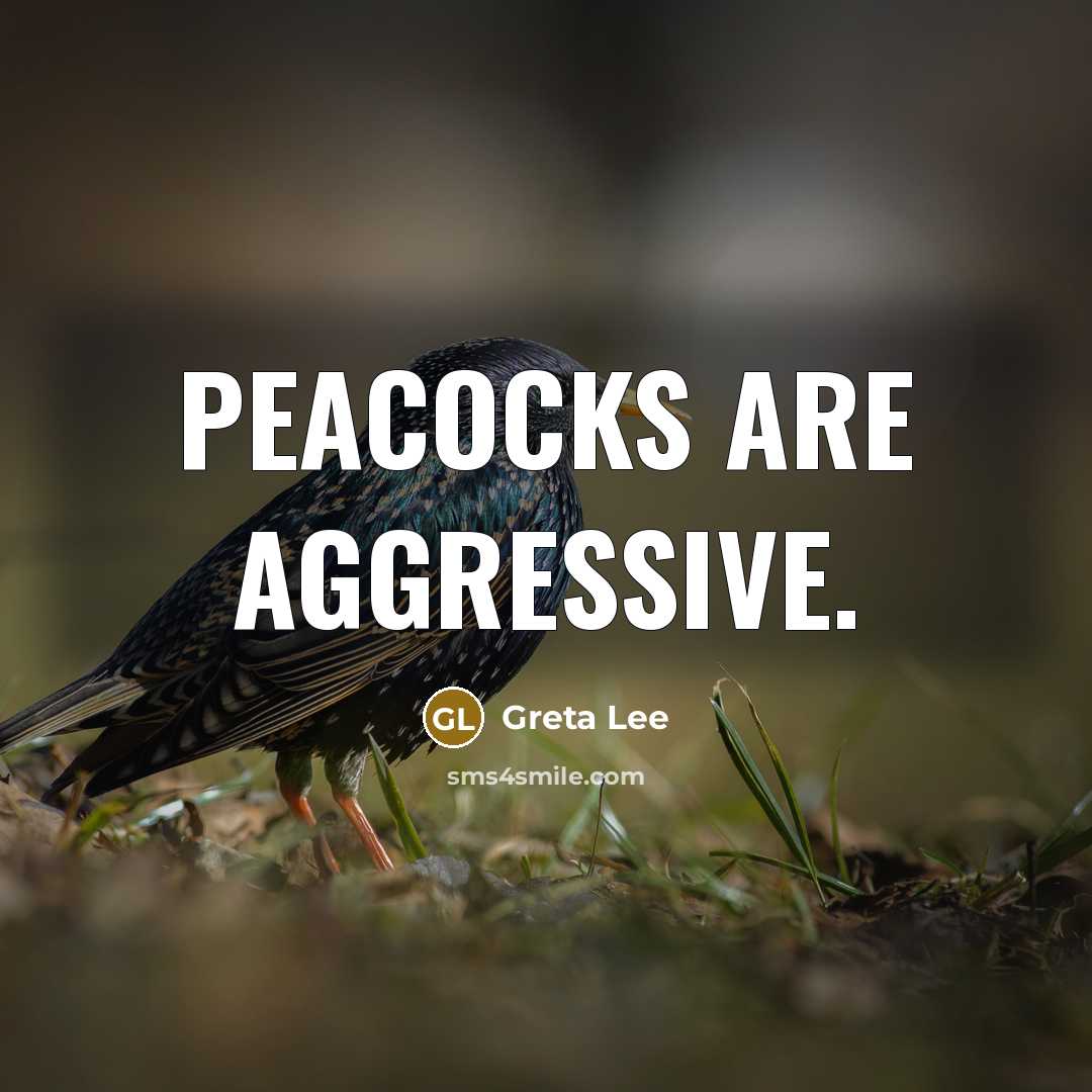 “Peacocks are aggressive.” quote by Greta Lee