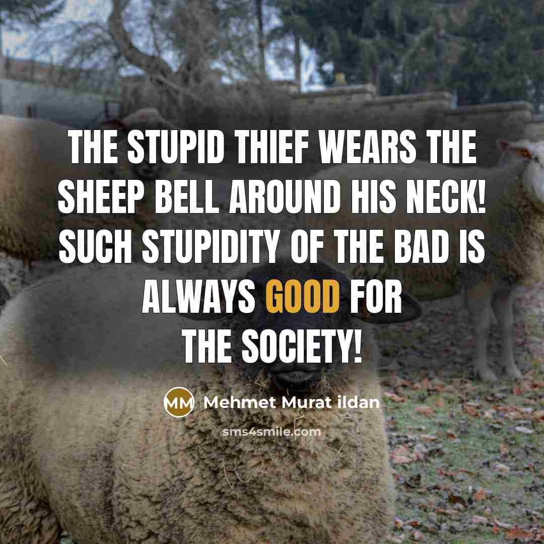 “The stupid thief wears the sheep bell around his neck! Such stupidity of the bad is always good for the society!” quote by Mehmet Murat Ildan
