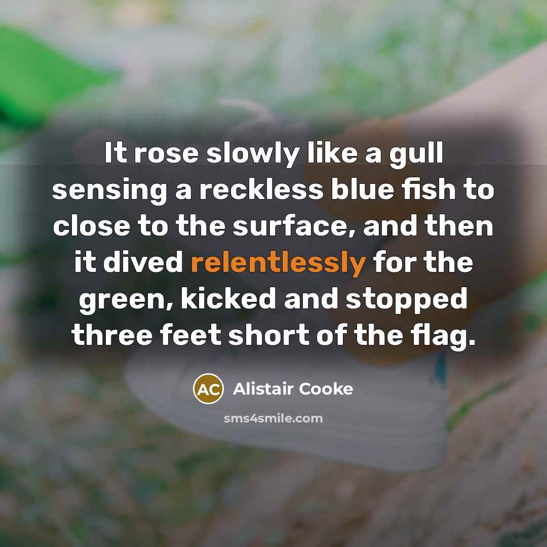 “It rose slowly like a gull sensing a reckless blue fish to close to the surface, and then it dived relentlessly for the green, kicked and stopped three feet short of the flag.” quote by Alistair Cooke