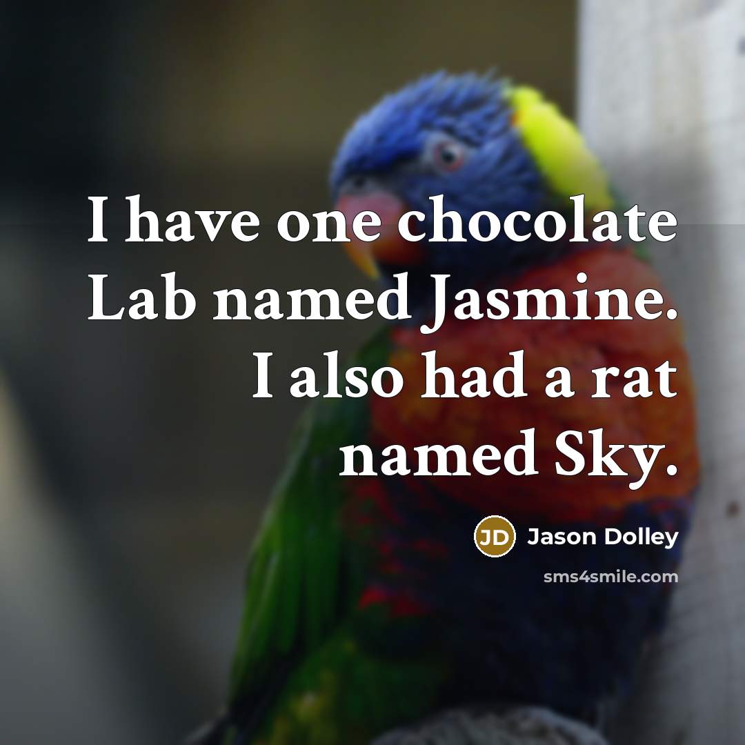 “I have one chocolate Lab named Jasmine. I also had a rat named Sky.” quote by Jason Dolley