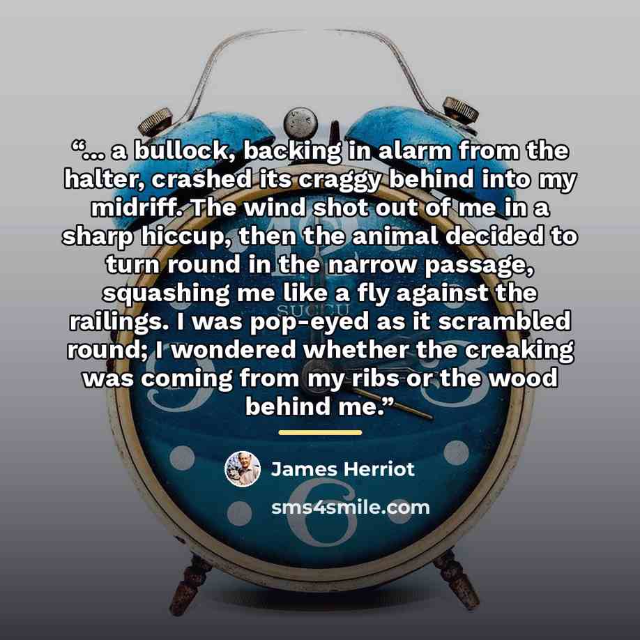 “... a bullock, backing in alarm from the halter, crashed its craggy behind into my midriff. The wind shot out of me in a sharp hiccup, then the animal decided to turn round in the narrow passage, squashing me like a fly against the railings. I was pop-eyed as it scrambled round; I wondered whether…” quote by James Herriot