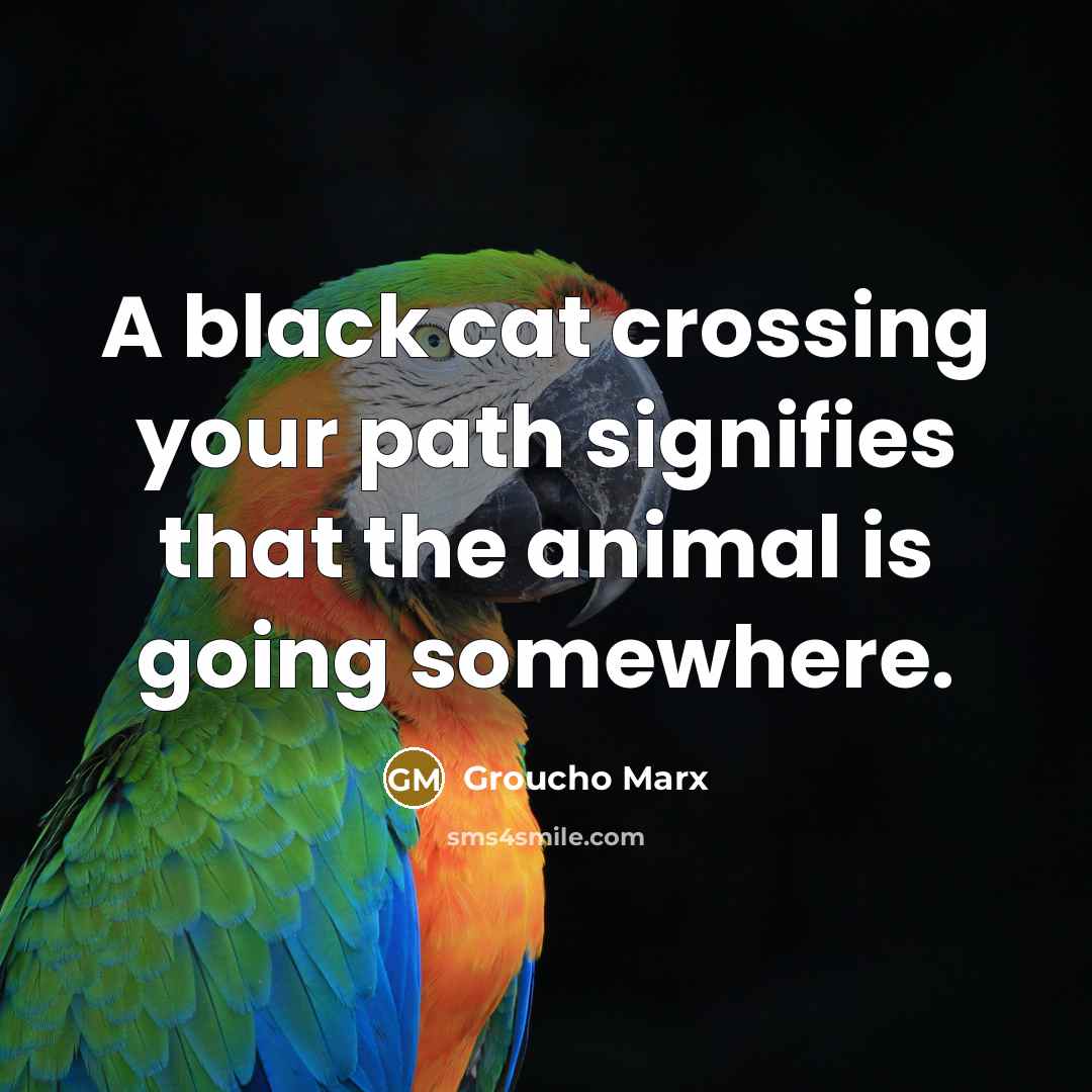 “A black cat crossing your path signifies that the animal is going somewhere.” quote by Groucho Marx