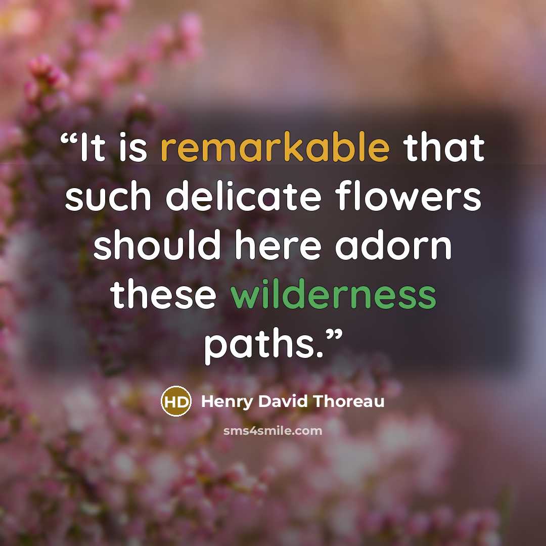 “It is remarkable that such delicate flowers should here adorn these wilderness paths.” quote by Henry David Thoreau