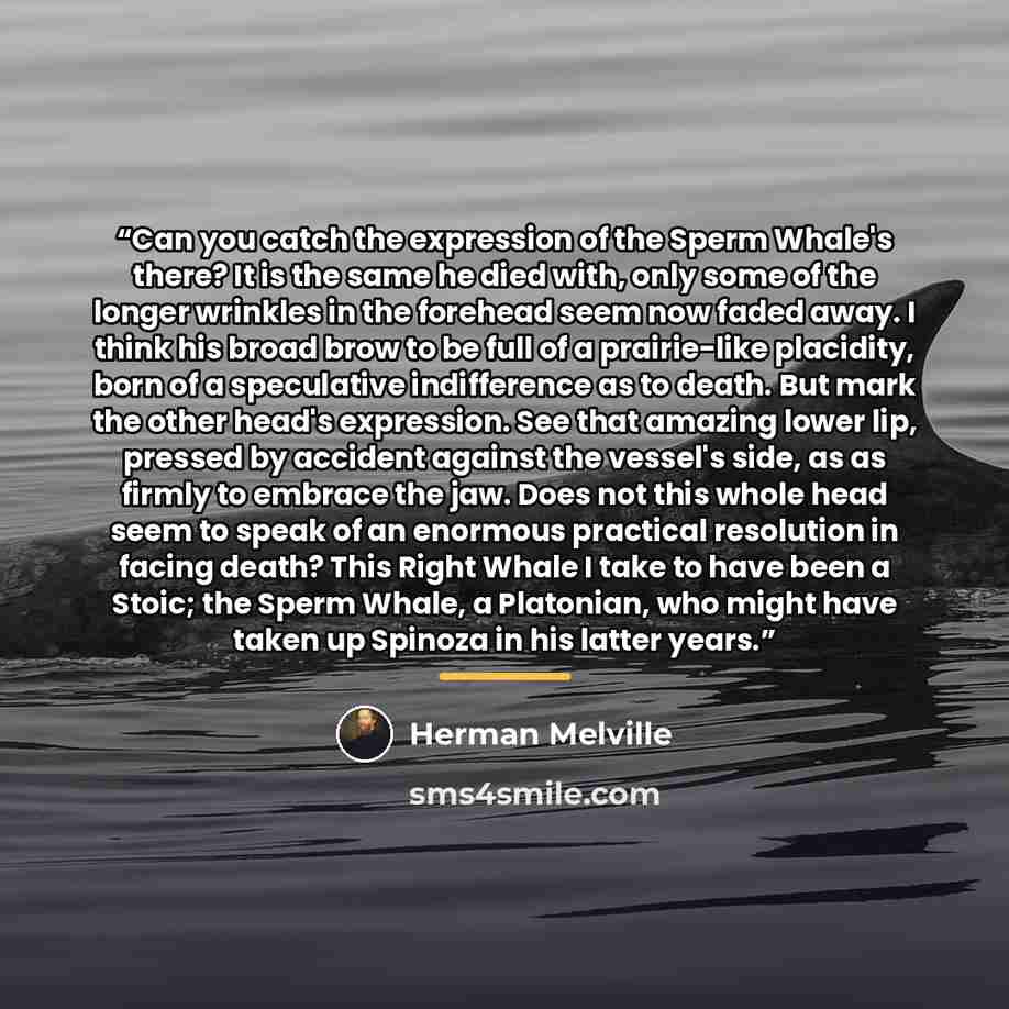 “Can you catch the expression of the Sperm Whale's there? It is the same he died with, only some of the longer wrinkles in the forehead seem now faded away. I think his broad brow to be full of a prairie-like placidity, born of a speculative indifference as to death. But mark the other head's…” quote by Herman Melville