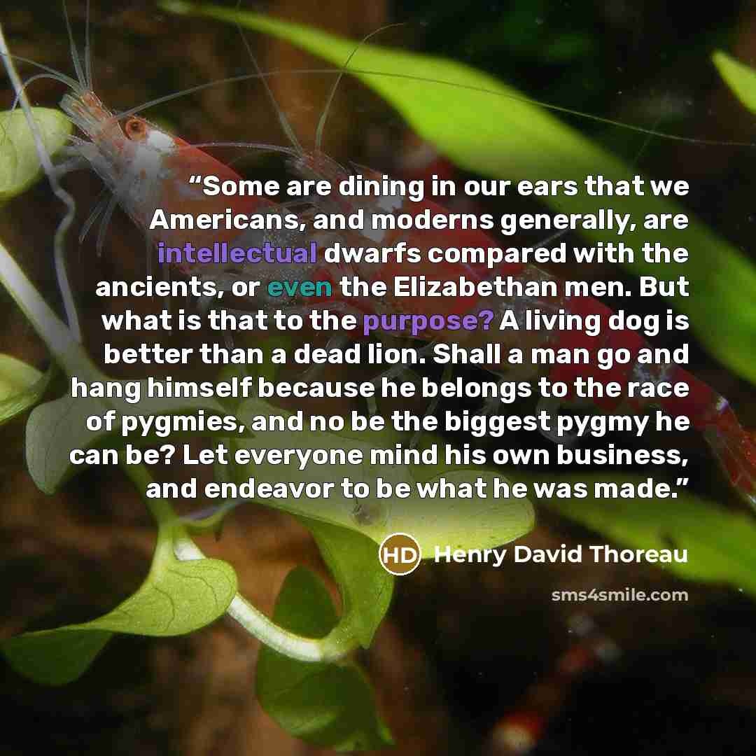 “Some are dining in our ears that we Americans, and moderns generally, are intellectual dwarfs compared with the ancients, or even the Elizabethan men. But what is that to the purpose? A living dog is better than a dead lion. Shall a man go and hang himself because he belongs to the race of…” quote by Henry David Thoreau