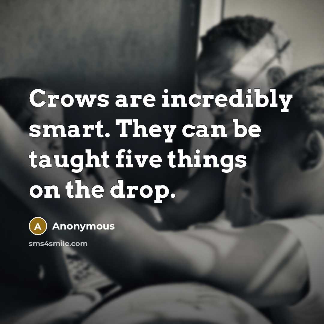 “Crows are incredibly smart. They can be taught five things on the drop.” quote by Anonymous
