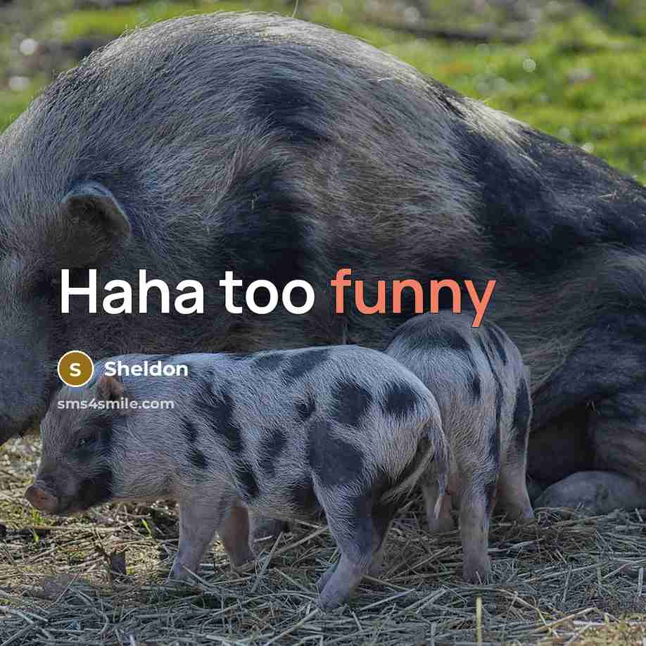 “Haha too funny” quote by Sheldon
