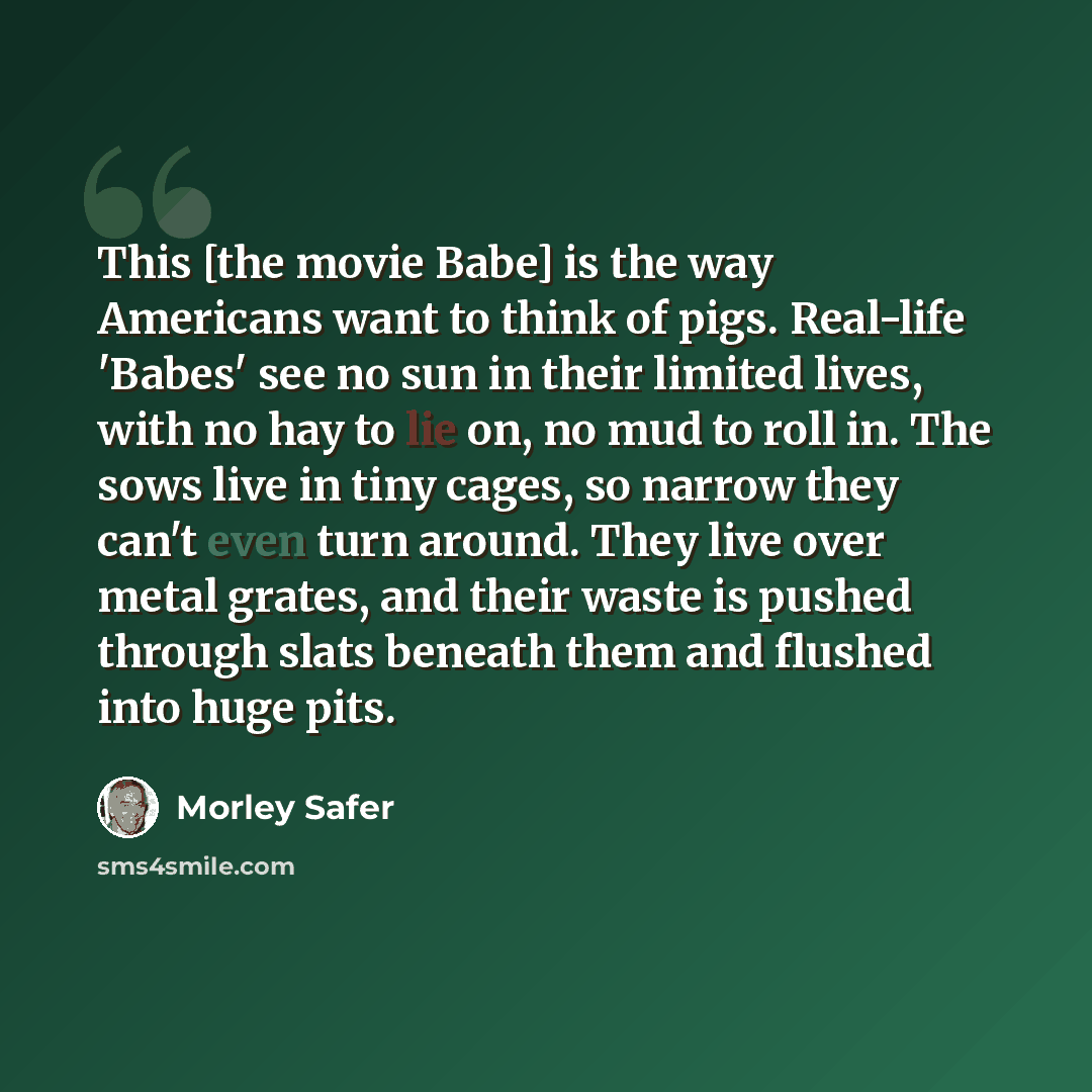 “This [the movie Babe] is the way Americans want to think of pigs. Real-life 'Babes' see no sun in their limited lives, with no hay to lie on, no mud to roll in. The sows live in tiny cages, so narrow they can't even turn around. They live over metal grates, and their waste is pushed through slats…” quote by Morley Safer