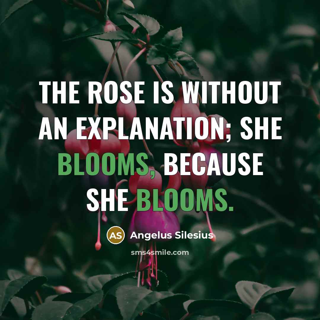 “The Rose is without an explanation; She blooms, because She blooms.” quote by Angelus Silesius