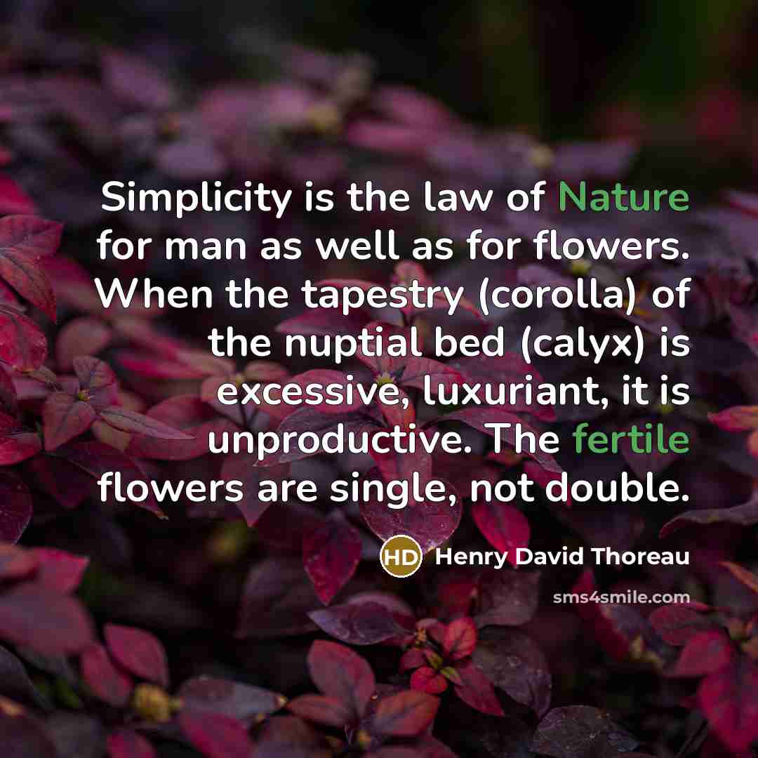 “Simplicity is the law of Nature for man as well as for flowers. When the tapestry (corolla) of the nuptial bed (calyx) is excessive, luxuriant, it is unproductive. The fertile flowers are single, not double.” quote by Henry David Thoreau