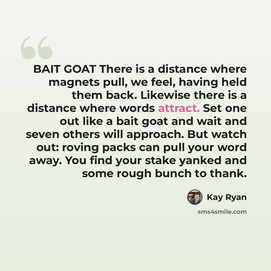 “BAIT GOAT There is a distance where magnets pull, we feel, having held them back. Likewise there is a distance where words attract. Set one out like a bait goat and wait and seven others will approach. But watch out: roving packs can pull your word away. You find your stake yanked and some rough…” quote by Kay Ryan