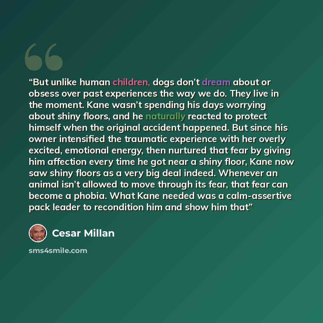 “But unlike human children, dogs don’t dream about or obsess over past experiences the way we do. They live in the moment. Kane wasn’t spending his days worrying about shiny floors, and he naturally reacted to protect himself when the original accident happened. But since his owner intensified the…” quote by Cesar Millan