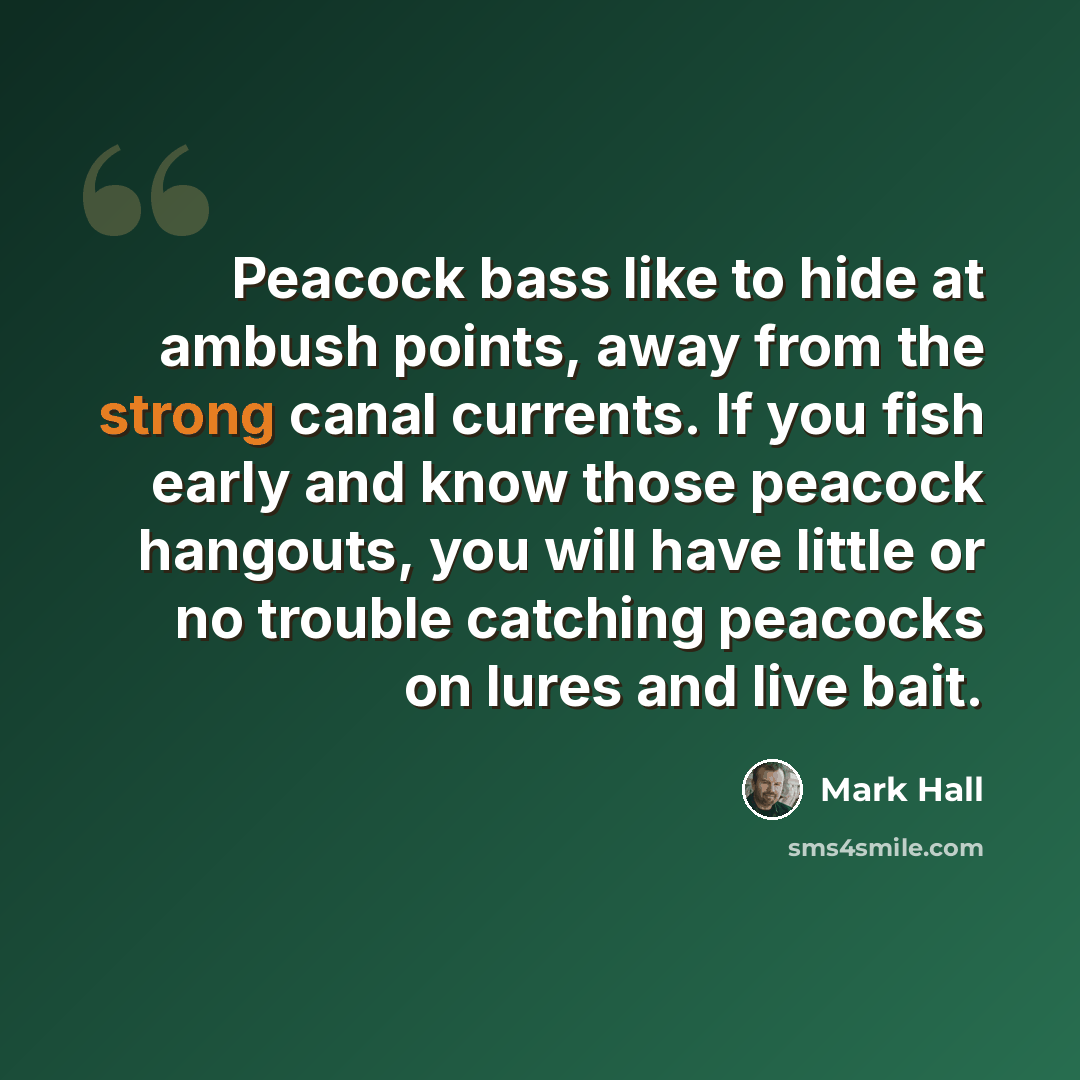 “Peacock bass like to hide at ambush points, away from the strong canal currents. If you fish early and know those peacock hangouts, you will have little or no trouble catching peacocks on lures and live bait.” quote by Mark Hall