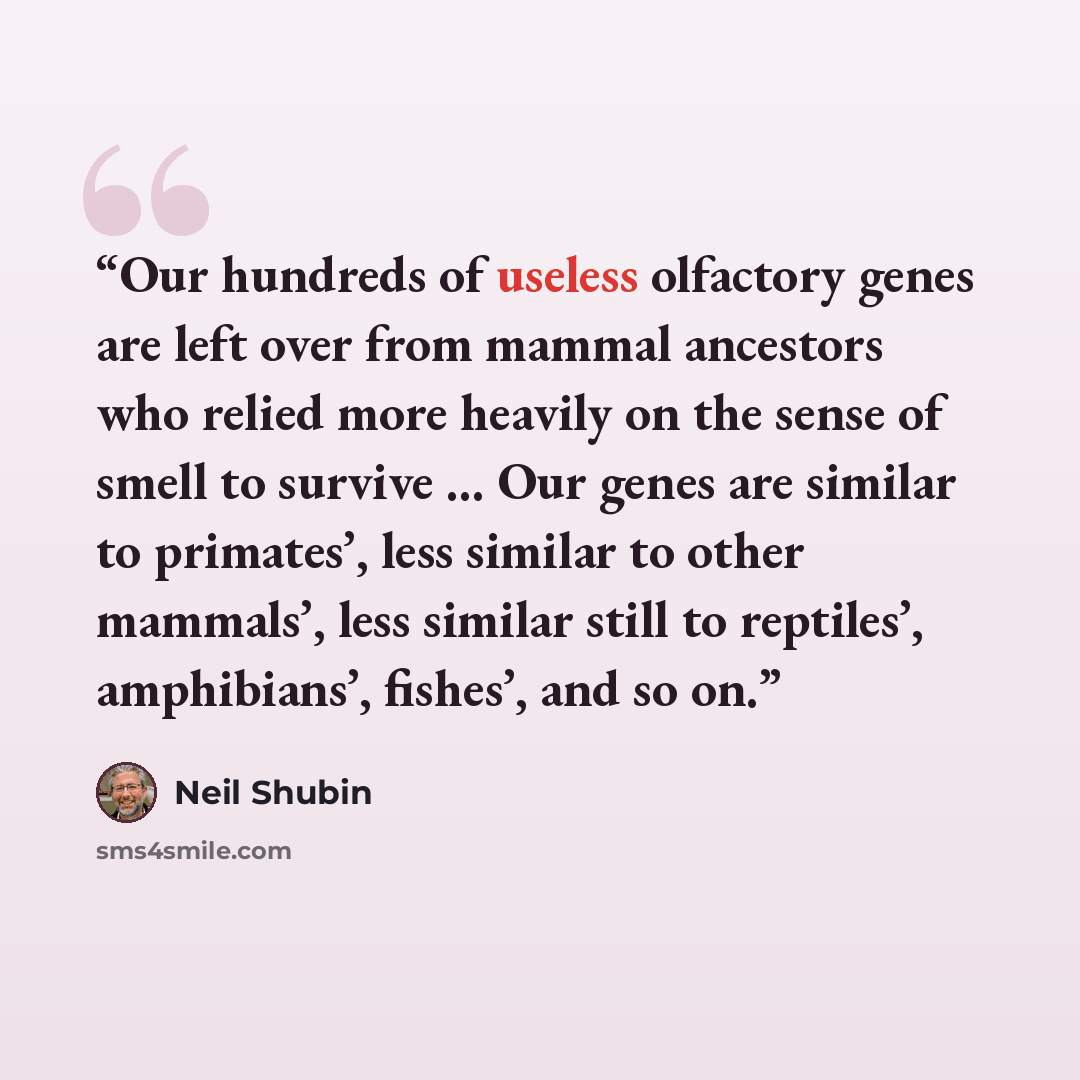 “Our hundreds of useless olfactory genes are left over from mammal ancestors who relied more heavily on the sense of smell to survive ... Our genes are similar to primates’, less similar to other mammals’, less similar still to reptiles’, amphibians’, fishes’, and so on.” quote by Neil Shubin