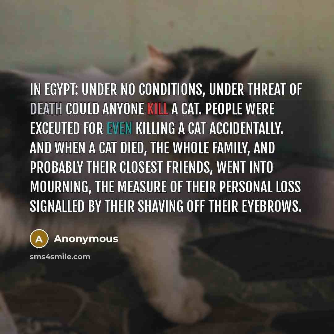“In Egypt: Under no conditions, under threat of death could anyone kill a cat. People were exceuted for even killing a cat accidentally. And when a cat died, the whole family, and probably their closest friends, went into mourning, the measure of their personal loss signalled by their shaving off…” quote by Anonymous