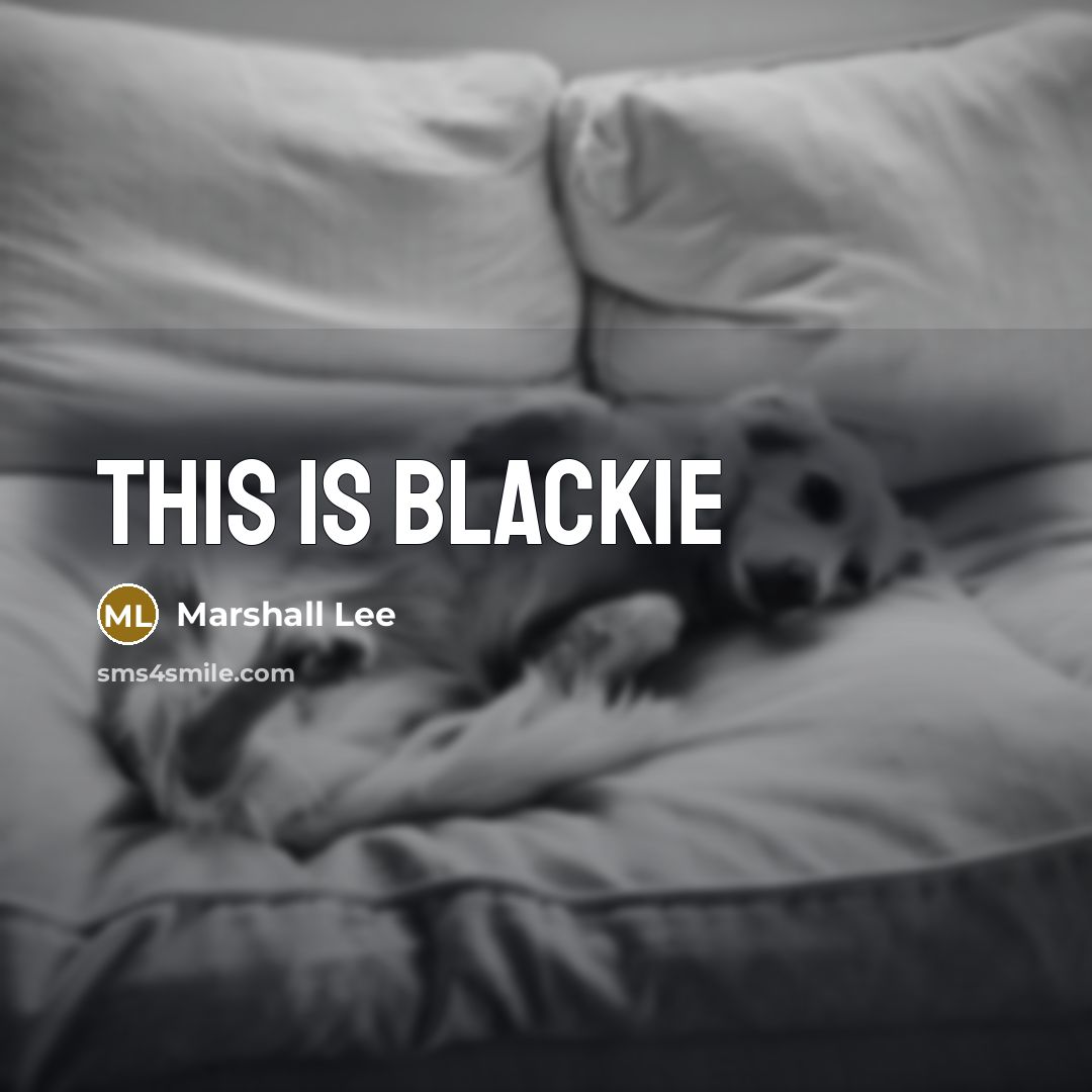 “This is blackie” quote by Marshall Lee