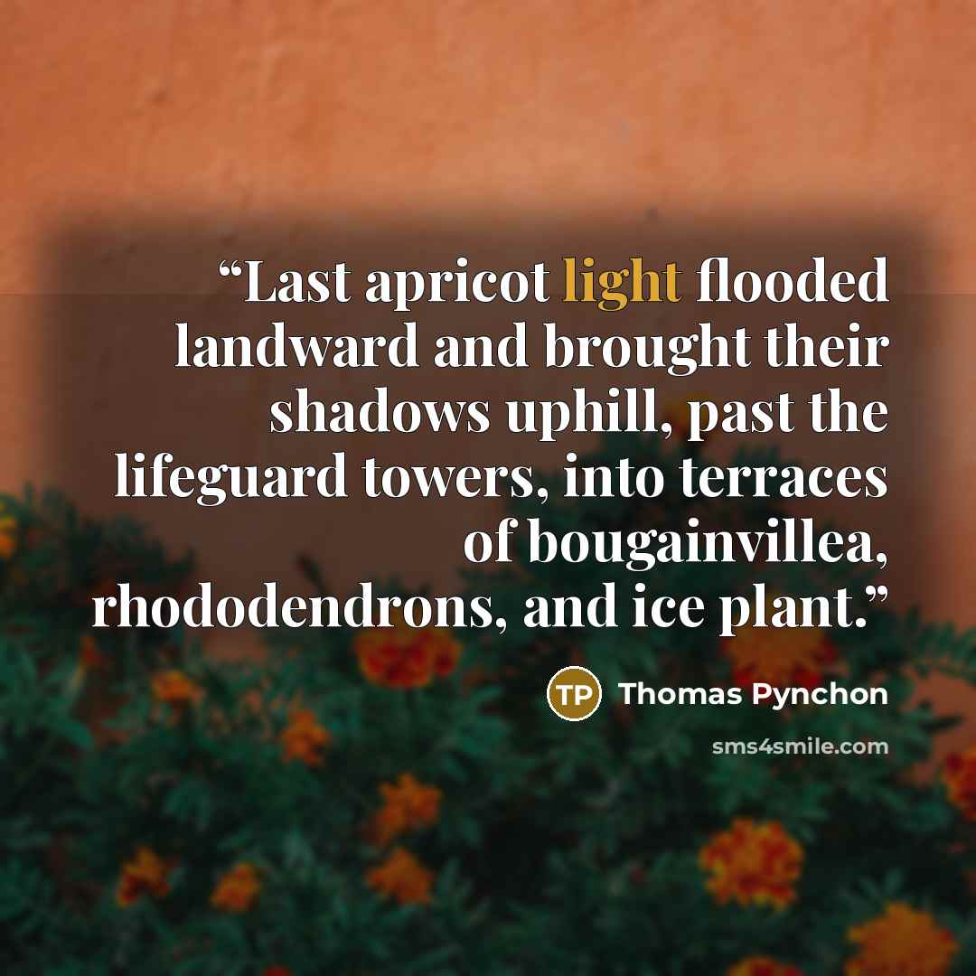 “Last apricot light flooded landward and brought their shadows uphill, past the lifeguard towers, into terraces of bougainvillea, rhododendrons, and ice plant.” quote by Thomas Pynchon
