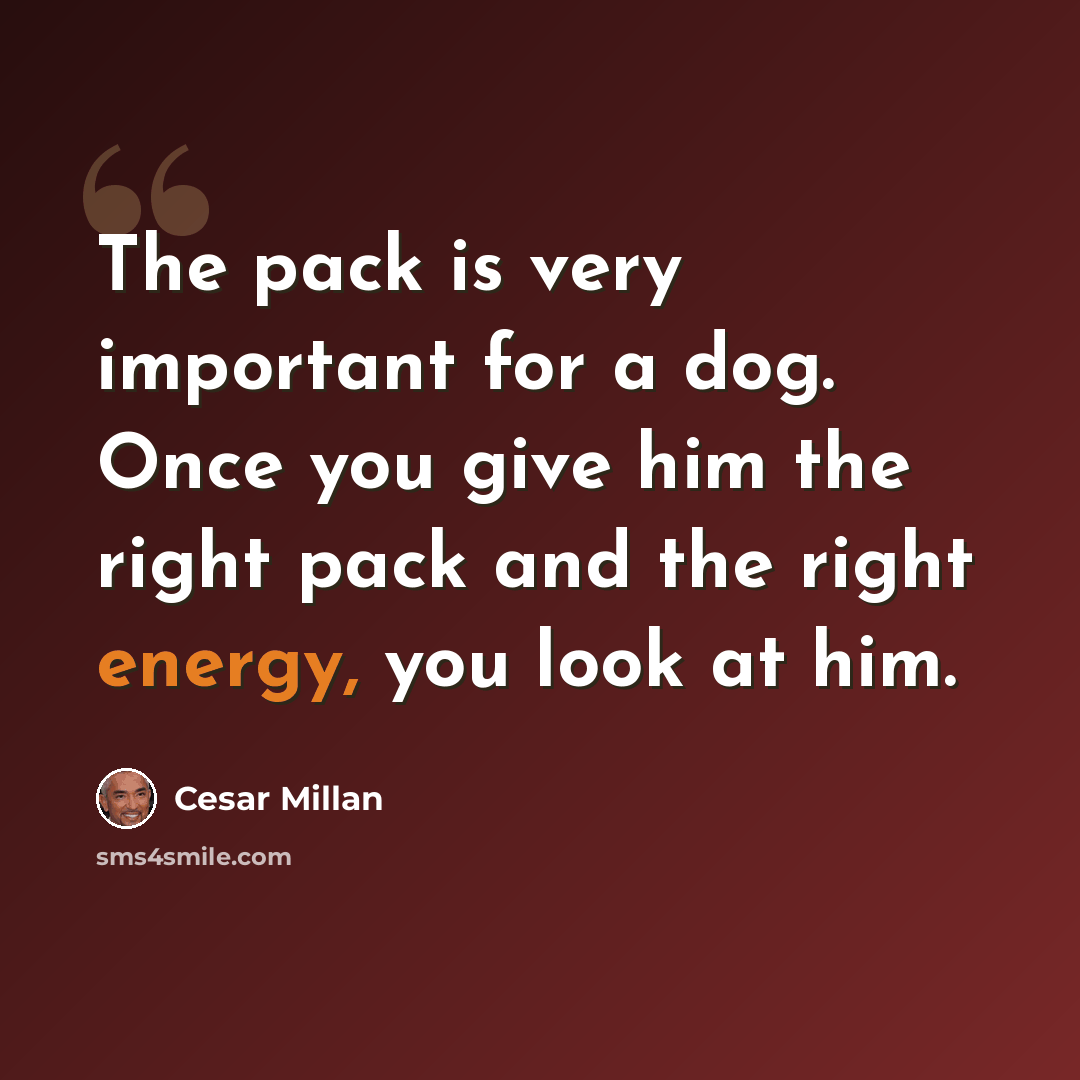“The pack is very important for a dog. Once you give him the right pack and the right energy, you look at him.” quote by Cesar Millan