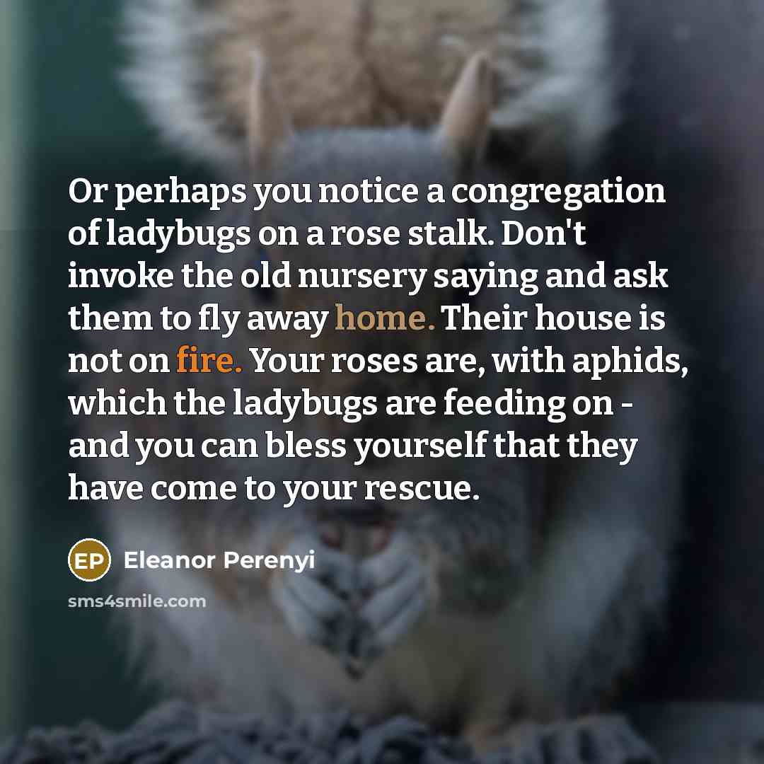 “Or perhaps you notice a congregation of ladybugs on a rose stalk. Don't invoke the old nursery saying and ask them to fly away home. Their house is not on fire. Your roses are, with aphids, which the ladybugs are feeding on - and you can bless yourself that they have come to your rescue.” quote by Eleanor Perenyi