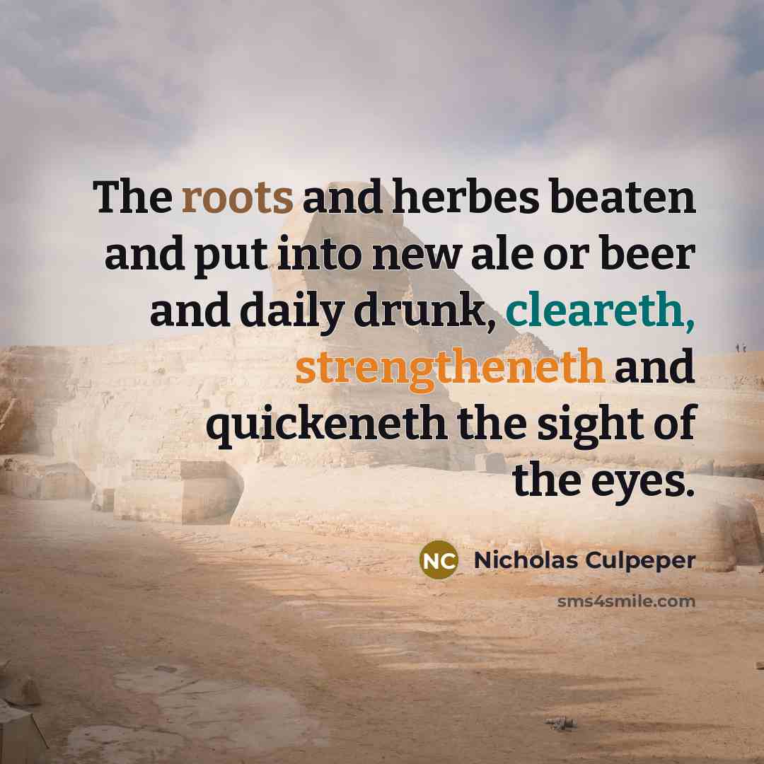 “The roots and herbes beaten and put into new ale or beer and daily drunk, cleareth, strengtheneth and quickeneth the sight of the eyes.” quote by Nicholas Culpeper