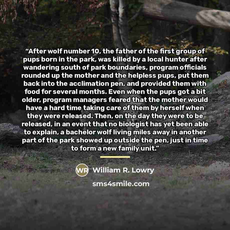 “After wolf number 10, the father of the first group of pups born in the park, was killed by a local hunter after wandering south of park boundaries, program officials rounded up the mother and the helpless pups, put them back into the acclimation pen, and provided them with food for several…” quote by William R. Lowry