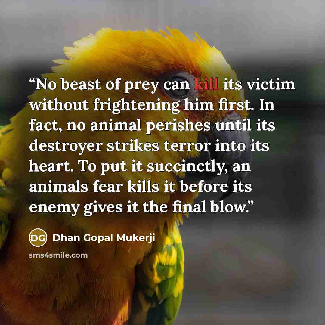 “No beast of prey can kill its victim without frightening him first. In fact, no animal perishes until its destroyer strikes terror into its heart. To put it succinctly, an animals fear kills it before its enemy gives it the final blow.” quote by Dhan Gopal Mukerji