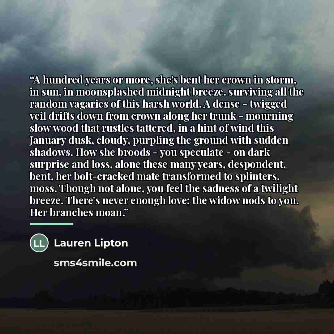 “A hundred years or more, she's bent her crown in storm, in sun, in moonsplashed midnight breeze. surviving all the random vagaries of this harsh world. A dense - twigged veil drifts down from crown along her trunk - mourning slow wood that rustles tattered, in a hint of wind this January dusk…” quote by Lauren Lipton