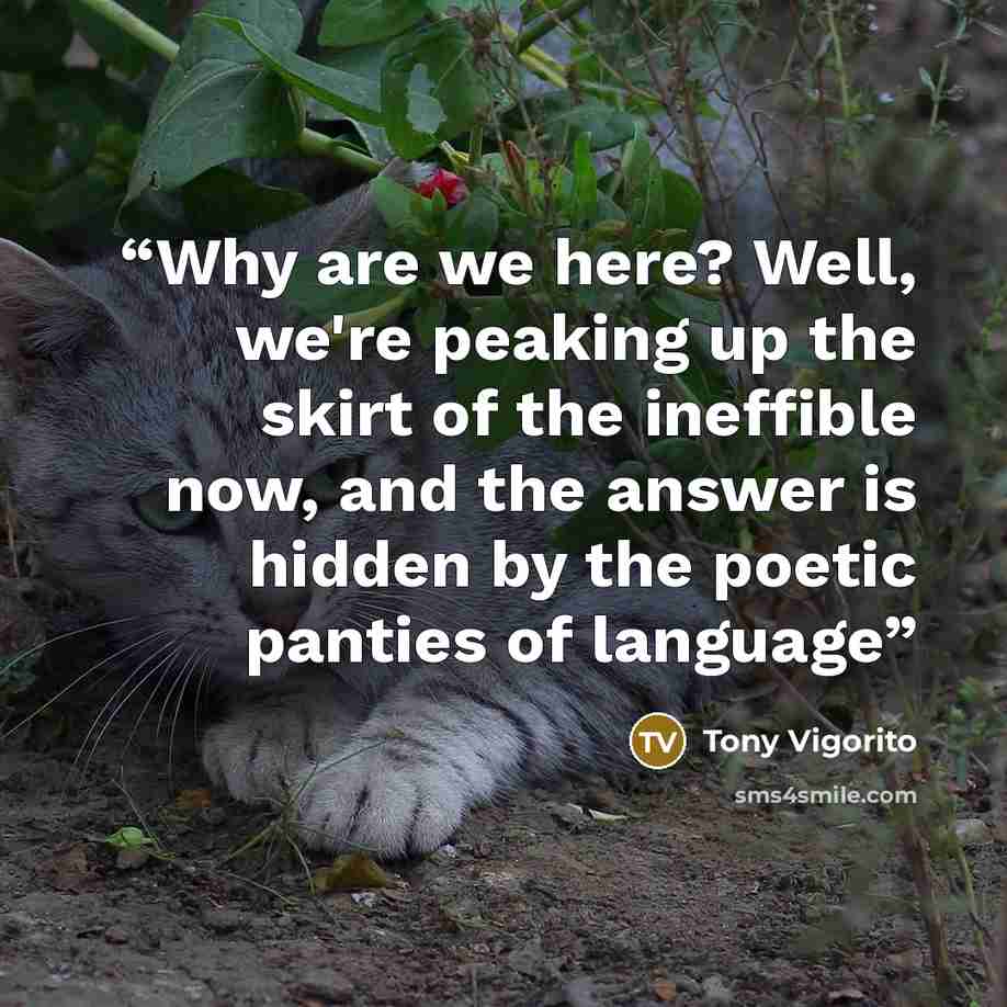 “Why are we here? Well, we're peaking up the skirt of the ineffible now, and the answer is hidden by the poetic panties of language” quote by Tony Vigorito