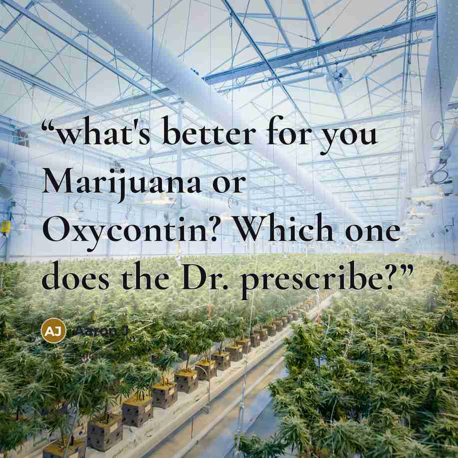“what's better for you Marijuana or Oxycontin? Which one does the Dr. prescribe?” quote by Aaron J