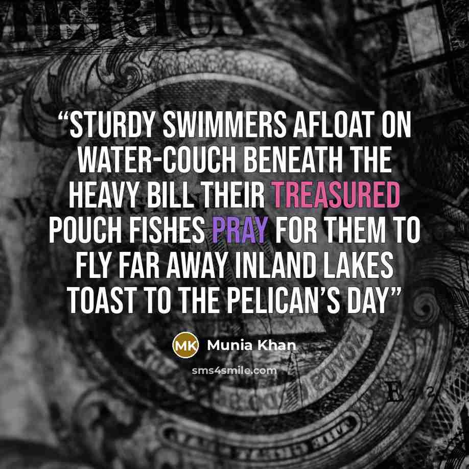“Sturdy swimmers afloat on water-couch Beneath the heavy bill their treasured pouch Fishes pray for them to fly far away Inland lakes toast to the Pelican’s day” quote by Munia Khan