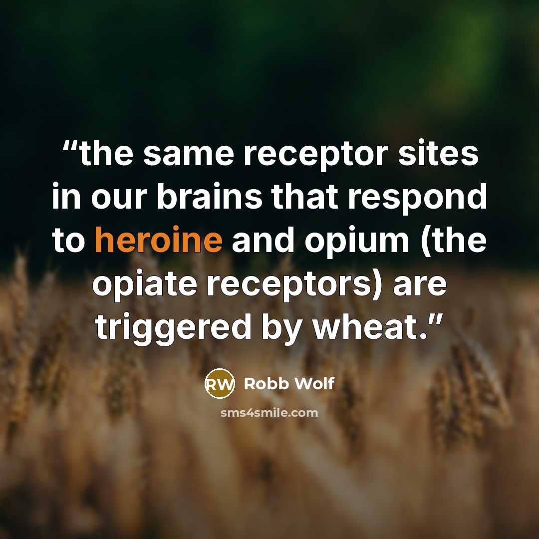 “the same receptor sites in our brains that respond to heroine and opium (the opiate receptors) are triggered by wheat.” quote by Robb Wolf