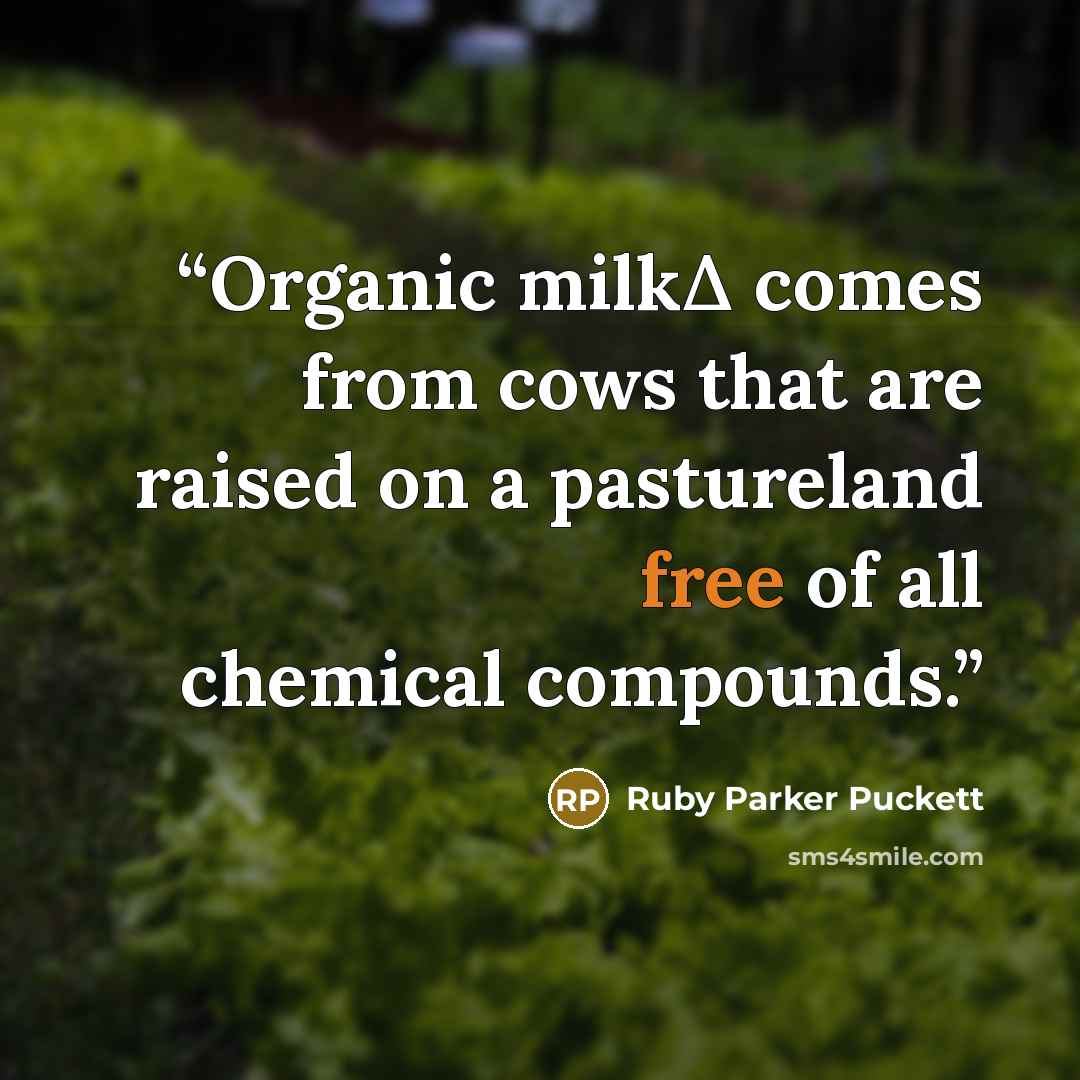 “Organic milkΔ comes from cows that are raised on a pastureland free of all chemical compounds.” quote by Ruby Parker Puckett