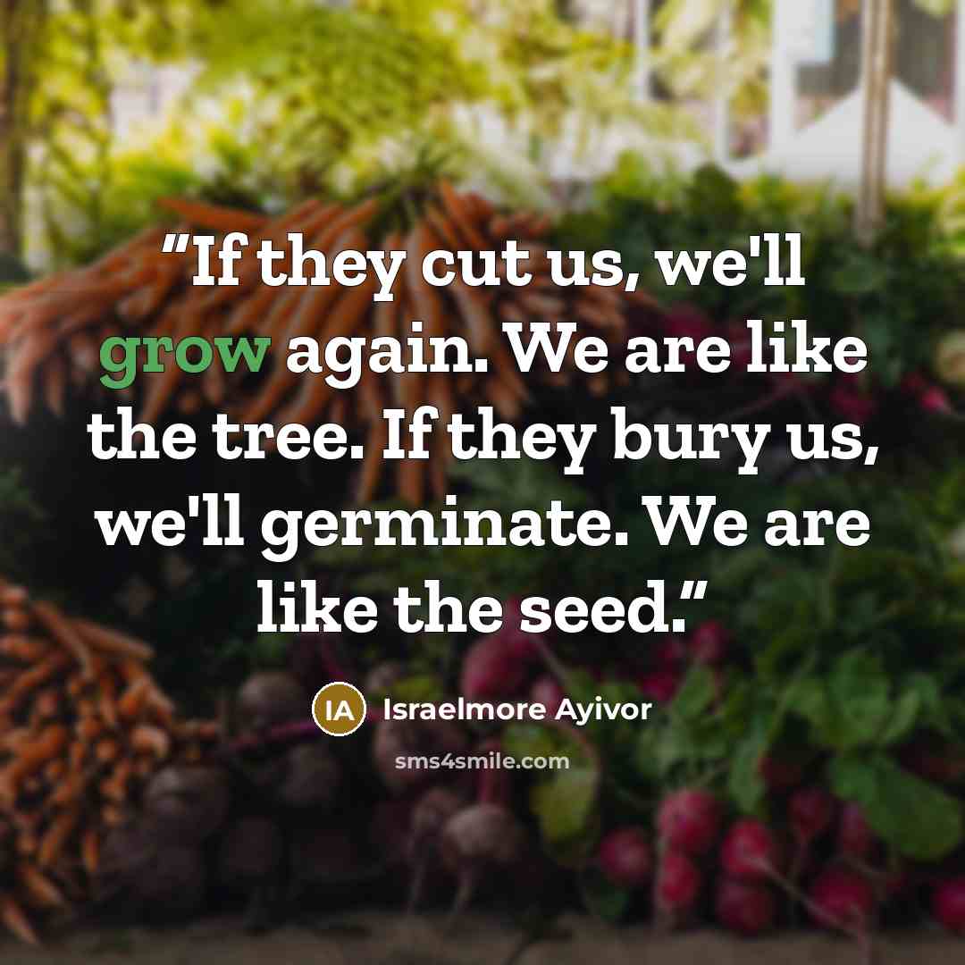 “If they cut us, we'll grow again. We are like the tree. If they bury us, we'll germinate. We are like the seed.” quote by Israelmore Ayivor
