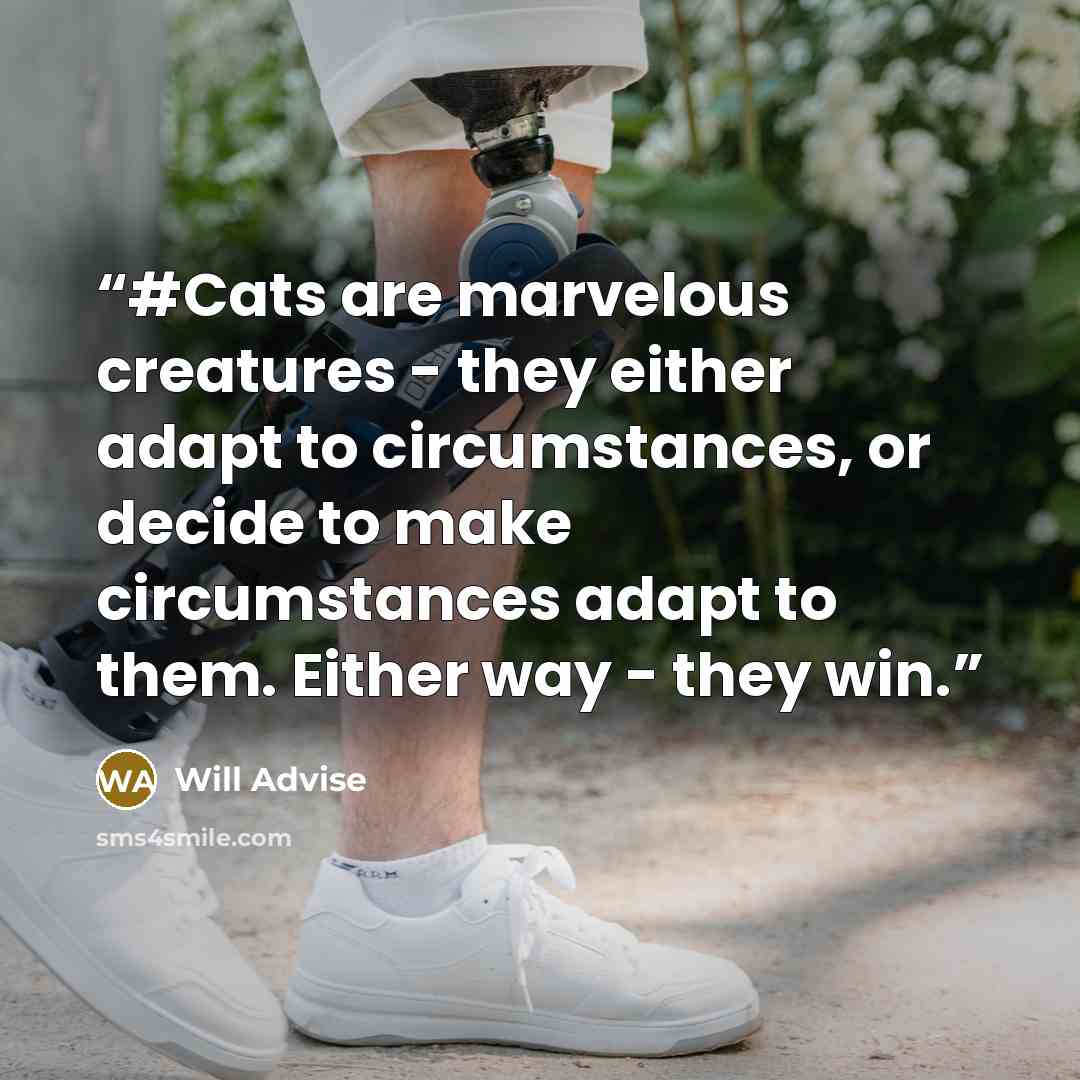 “#Cats are marvelous creatures - they either adapt to circumstances, or decide to make circumstances adapt to them. Either way - they win.” quote by Will Advise