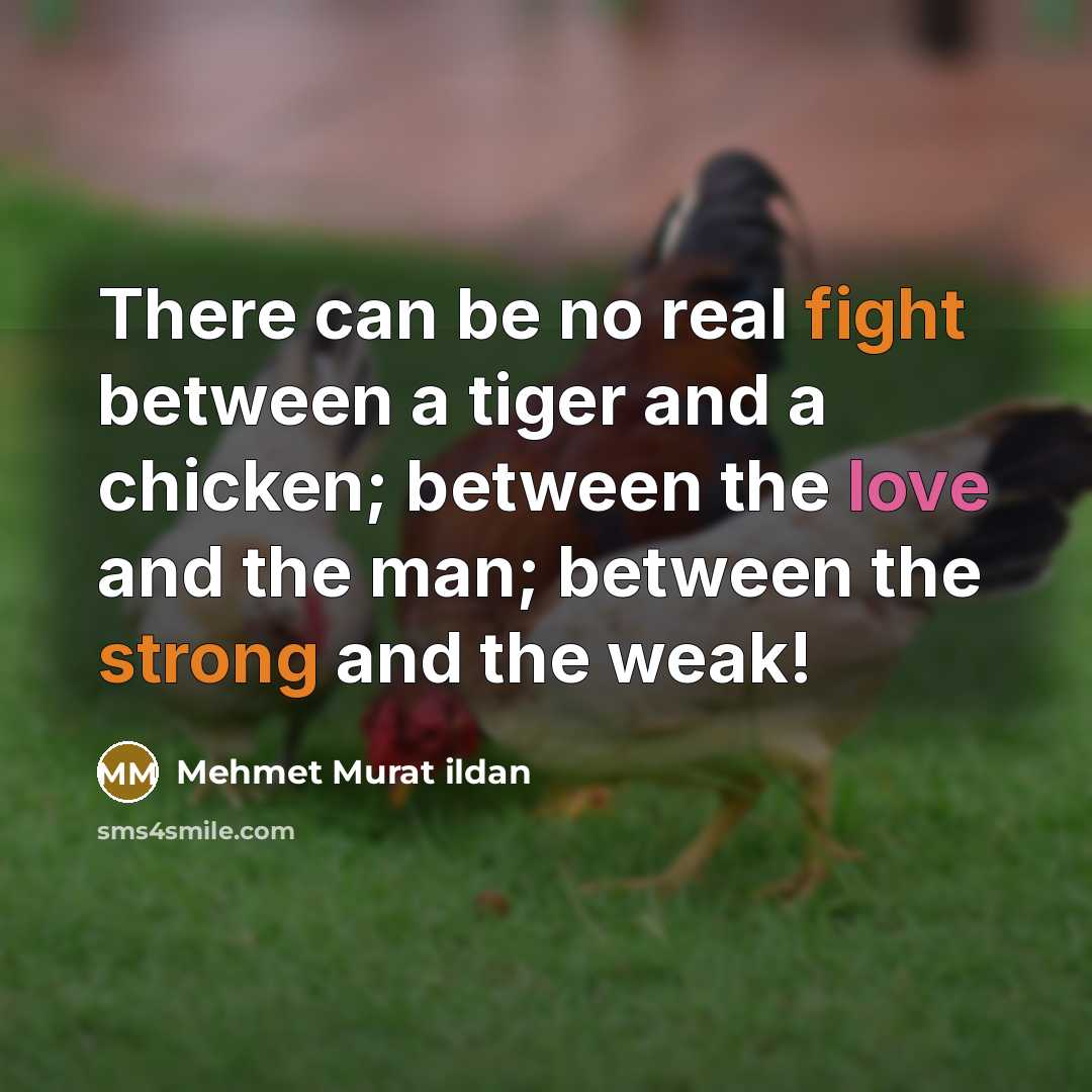 “There can be no real fight between a tiger and a chicken; between the love and the man; between the strong and the weak!” quote by Mehmet Murat Ildan