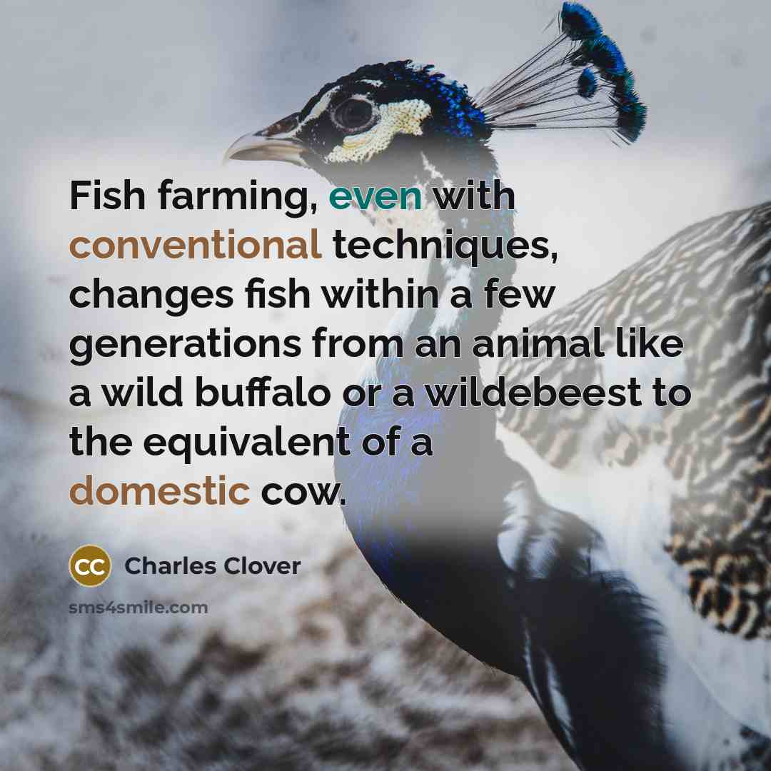 “Fish farming, even with conventional techniques, changes fish within a few generations from an animal like a wild buffalo or a wildebeest to the equivalent of a domestic cow.” quote by Charles Clover