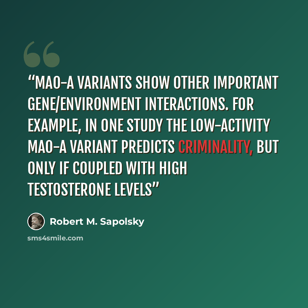 “MAO-A variants show other important gene/environment interactions. For example, in one study the low-activity MAO-A variant predicts criminality, but only if coupled with high testosterone levels” quote by Robert M. Sapolsky