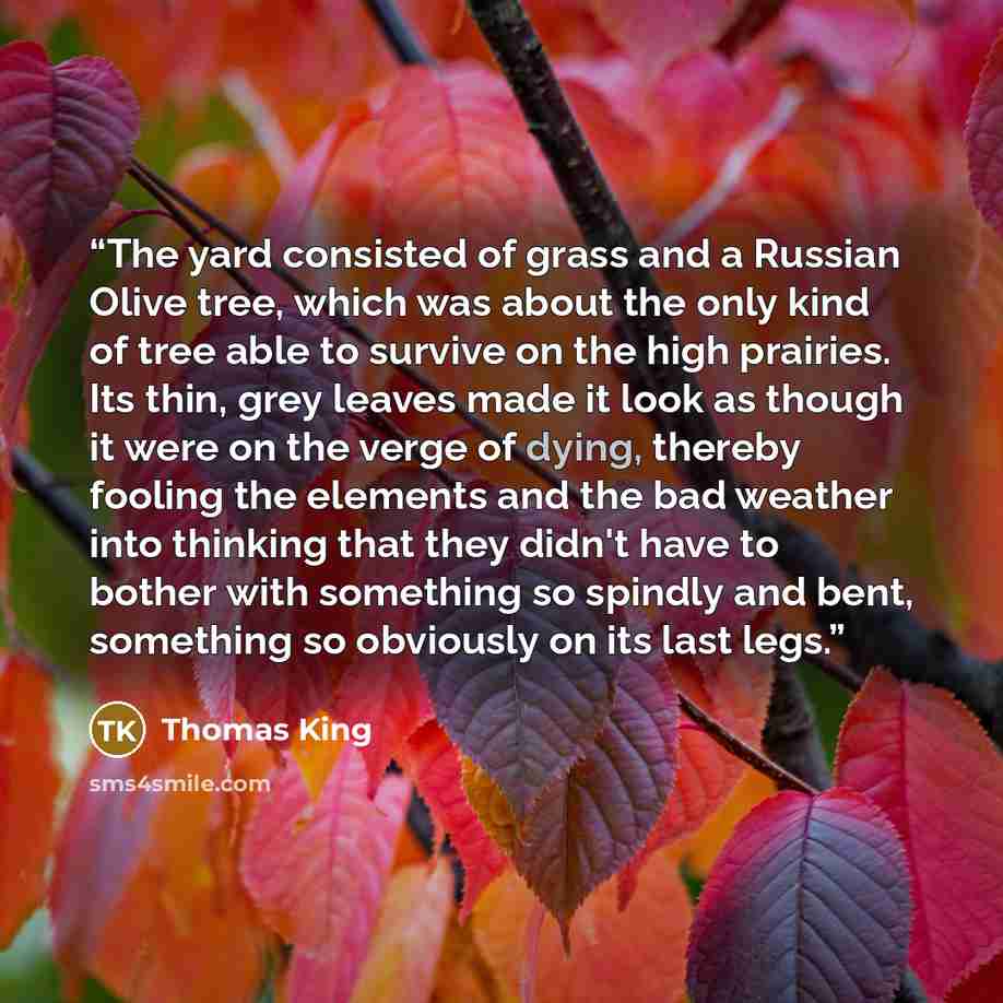 “The yard consisted of grass and a Russian Olive tree, which was about the only kind of tree able to survive on the high prairies. Its thin, grey leaves made it look as though it were on the verge of dying, thereby fooling the elements and the bad weather into thinking that they didn't have to…” quote by Thomas King