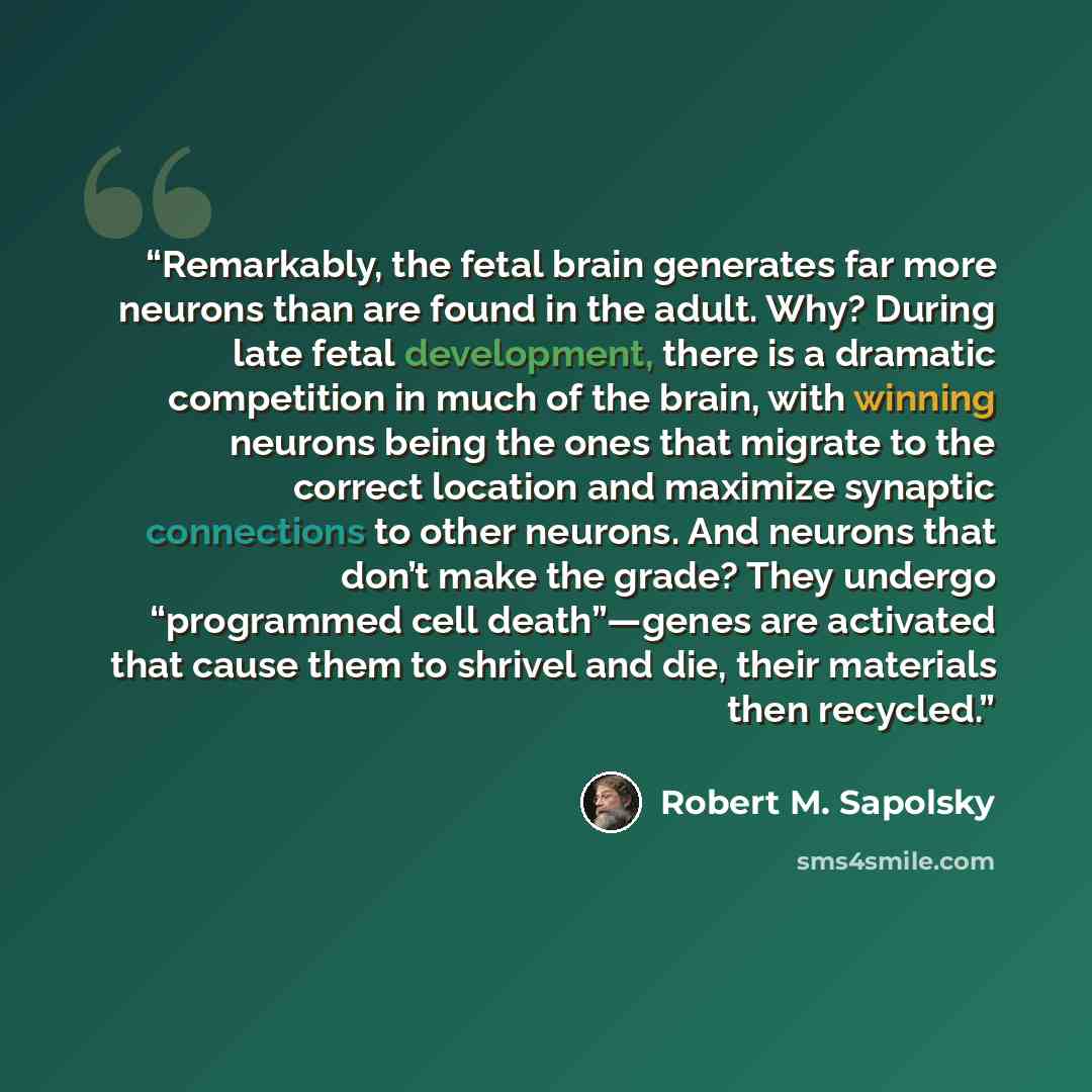 “Remarkably, the fetal brain generates far more neurons than are found in the adult. Why? During late fetal development, there is a dramatic competition in much of the brain, with winning neurons being the ones that migrate to the correct location and maximize synaptic connections to other neurons…” quote by Robert M. Sapolsky