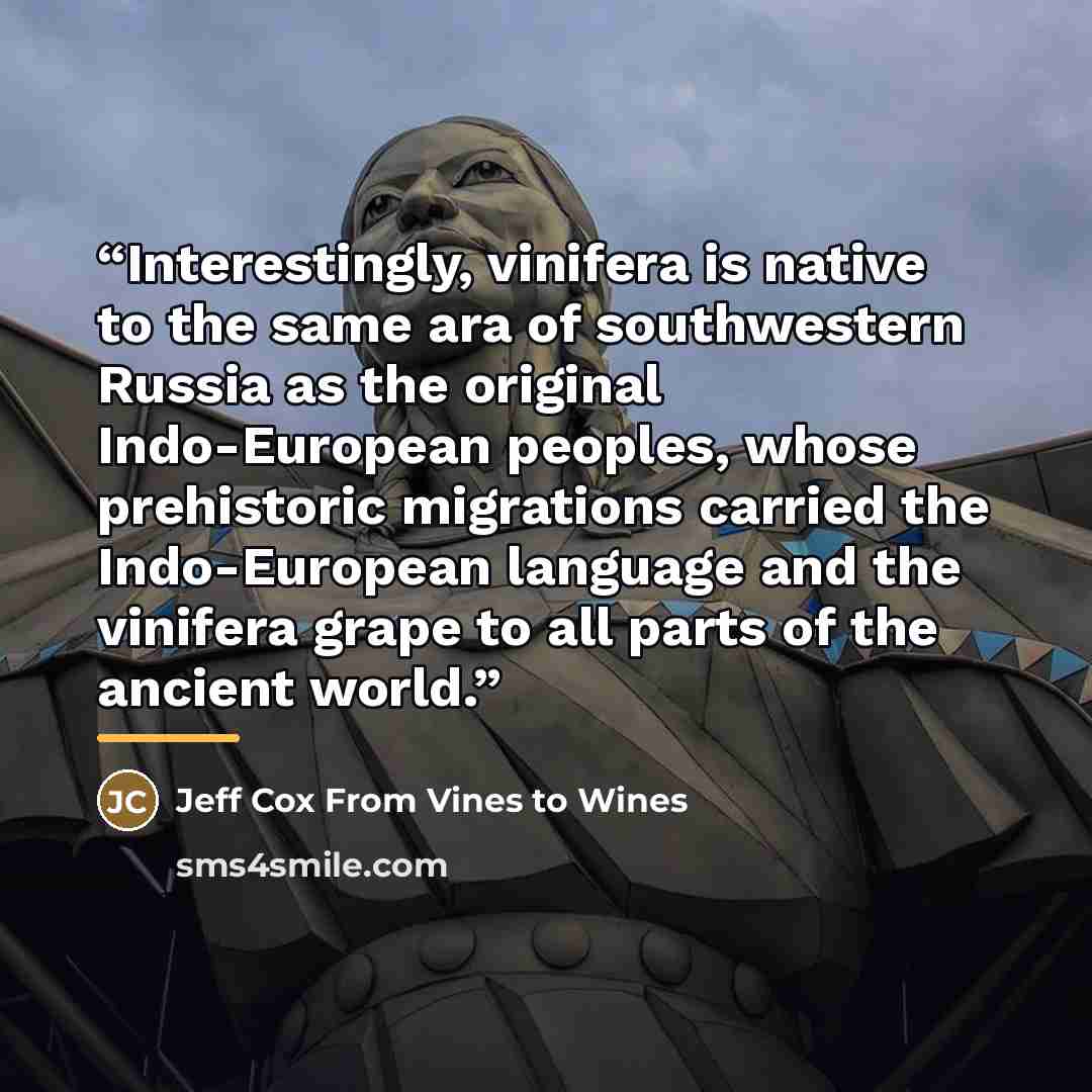 “Interestingly, vinifera is native to the same ara of southwestern Russia as the original Indo-European peoples, whose prehistoric migrations carried the Indo-European language and the vinifera grape to all parts of the ancient world.” quote by Jeff Cox From Vines to Wines