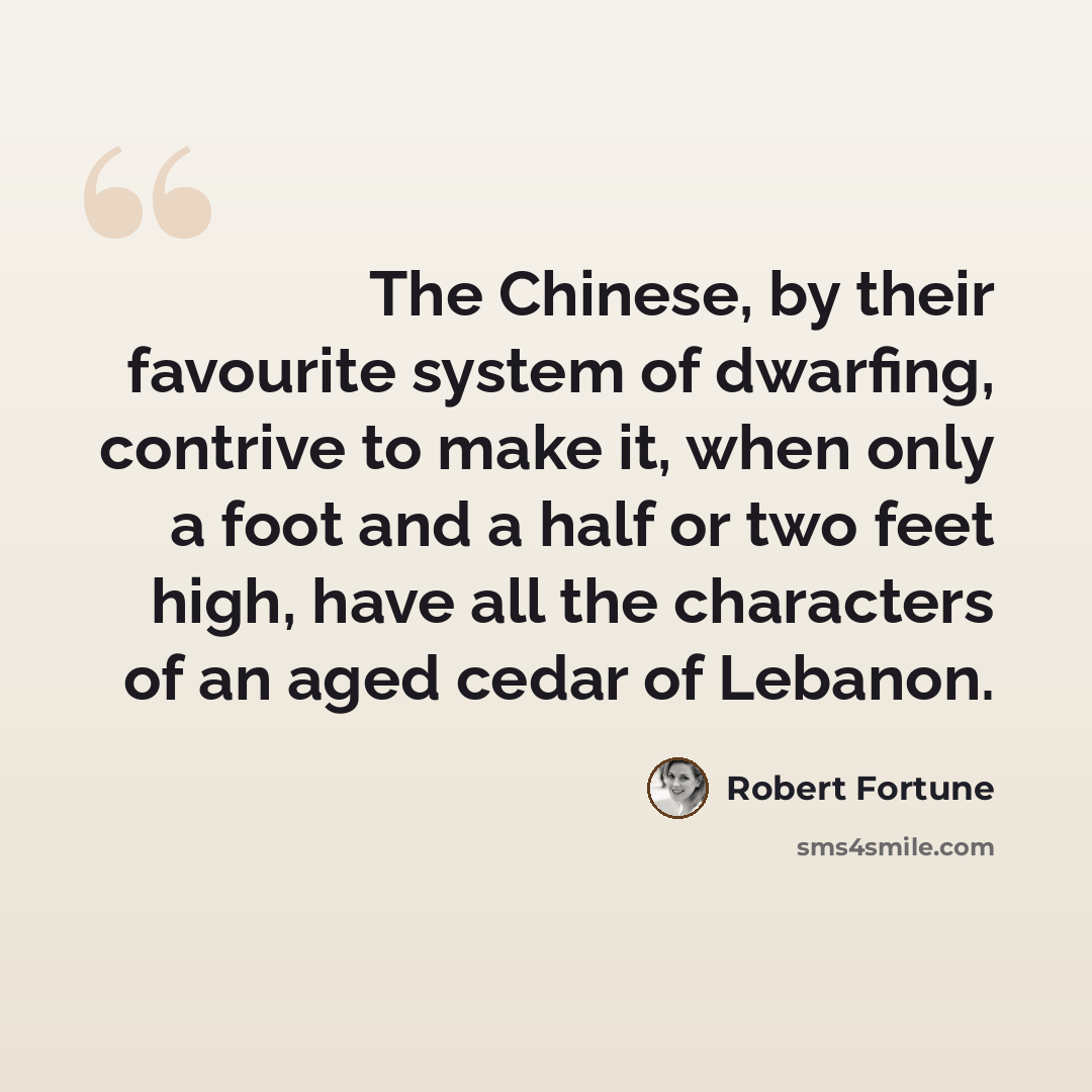 “The Chinese, by their favourite system of dwarfing, contrive to make it, when only a foot and a half or two feet high, have all the characters of an aged cedar of Lebanon.” quote by Robert Fortune