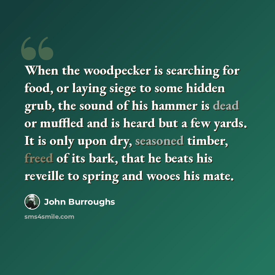 “When the woodpecker is searching for food, or laying siege to some hidden grub, the sound of his hammer is dead or muffled and is heard but a few yards. It is only upon dry, seasoned timber, freed of its bark, that he beats his reveille to spring and wooes his mate.” quote by John Burroughs