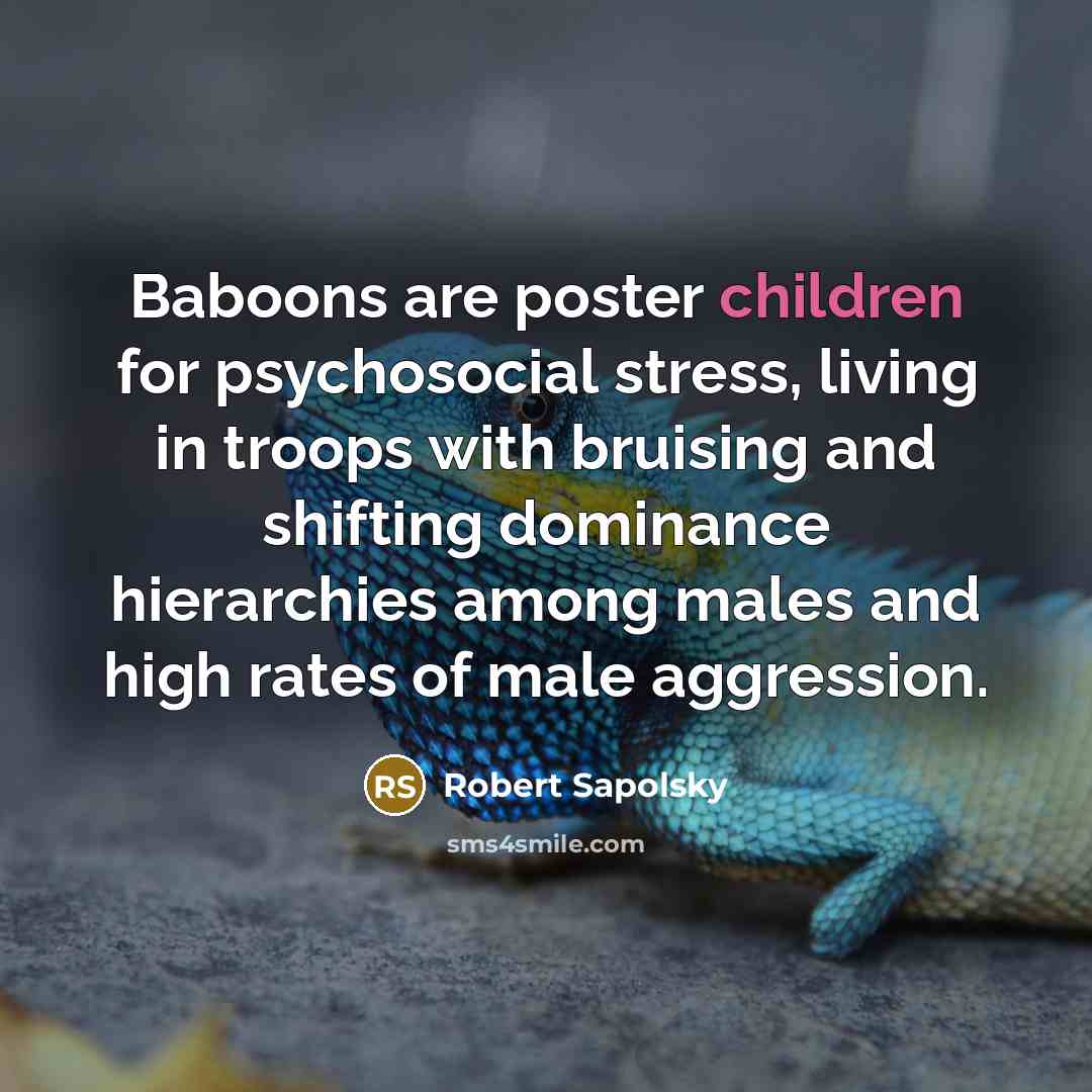 “Baboons are poster children for psychosocial stress, living in troops with bruising and shifting dominance hierarchies among males and high rates of male aggression.” quote by Robert Sapolsky