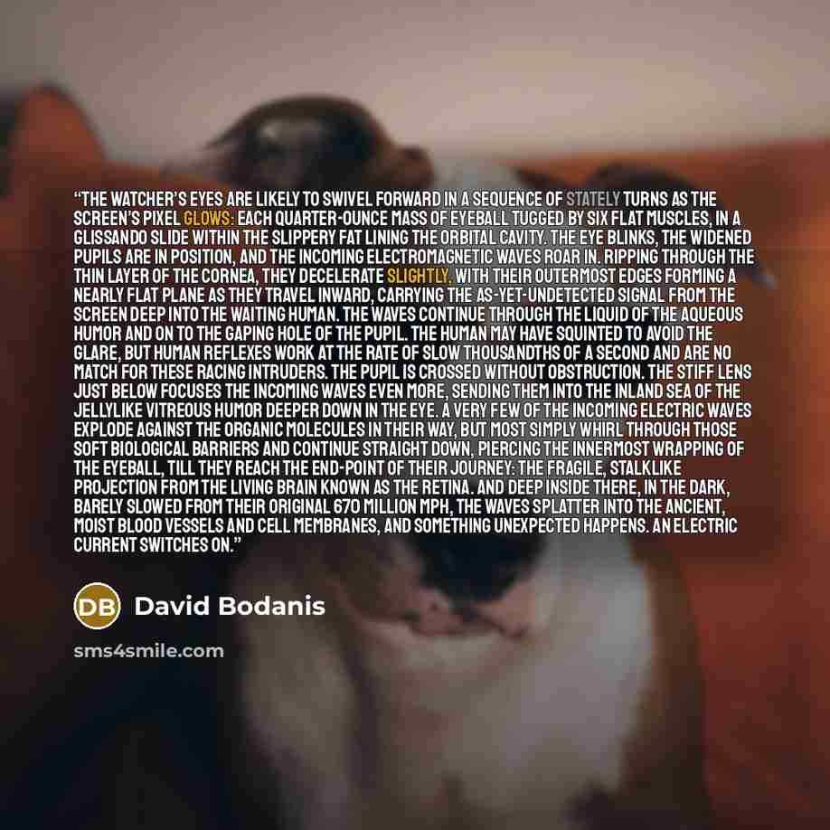 “The watcher’s eyes are likely to swivel forward in a sequence of stately turns as the screen’s pixel glows: each quarter-ounce mass of eyeball tugged by six flat muscles, in a glissando slide within the slippery fat lining the orbital cavity. The eye blinks, the widened pupils are in position, and…” quote by David Bodanis