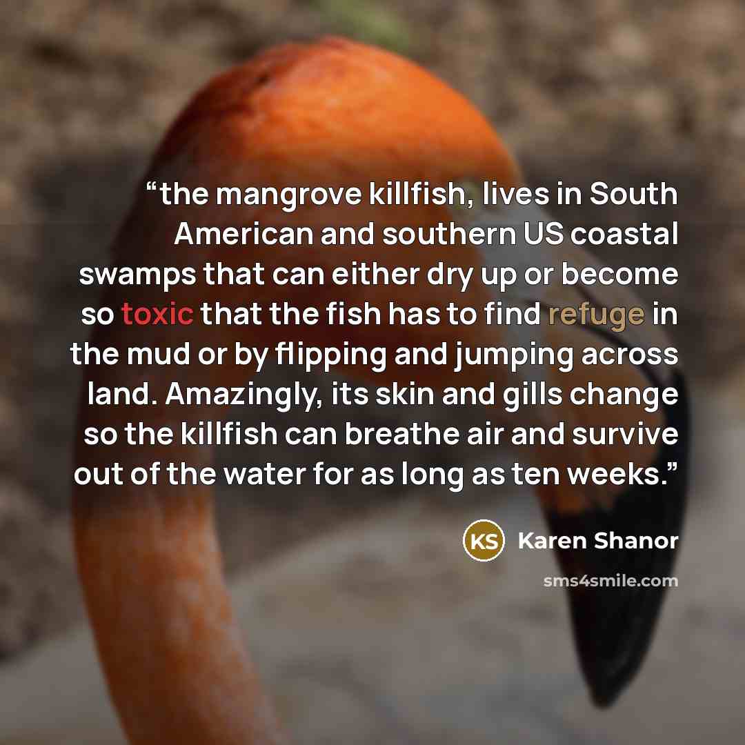 “the mangrove killfish, lives in South American and southern US coastal swamps that can either dry up or become so toxic that the fish has to find refuge in the mud or by flipping and jumping across land. Amazingly, its skin and gills change so the killfish can breathe air and survive out of the…” quote by Karen Shanor