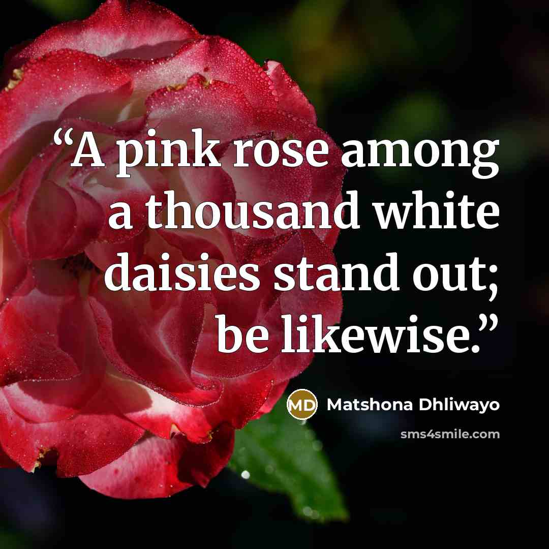 “A pink rose among a thousand white daisies stand out; be likewise.” quote by Matshona Dhliwayo