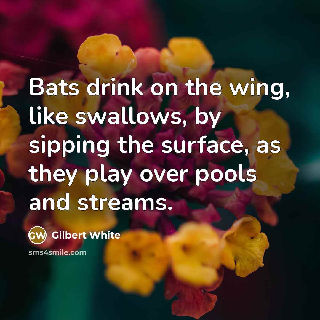 “Bats drink on the wing, like swallows, by sipping the surface, as they play over pools and streams.” quote by Gilbert White
