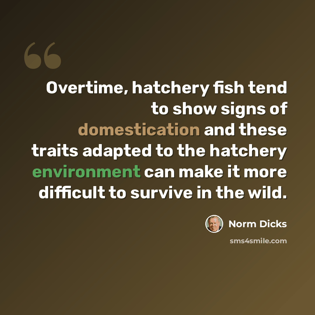 “Overtime, hatchery fish tend to show signs of domestication and these traits adapted to the hatchery environment can make it more difficult to survive in the wild.” quote by Norm Dicks