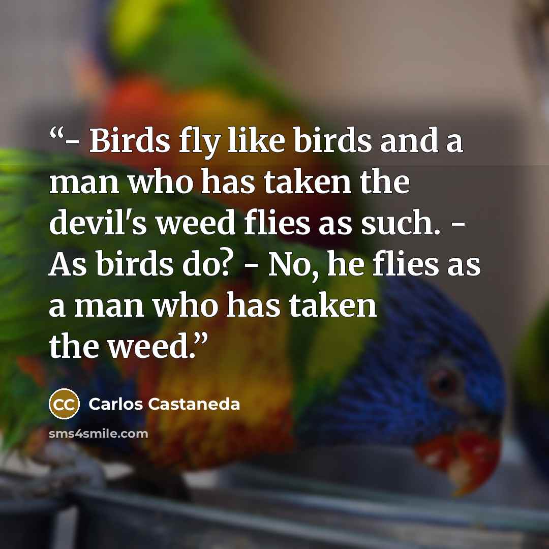 “- Birds fly like birds and a man who has taken the devil's weed flies as such. - As birds do? - No, he flies as a man who has taken the weed.” quote by Carlos Castaneda